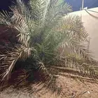 نخل سكري مع فراخه مجاني
