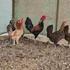 للبيع دجاج بلدي