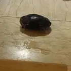 سلحفه للبيع