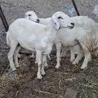 Purebred sheep for sale