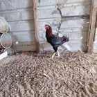 ديك ودجاجه باكستاني وديك ودجاجه حباحب