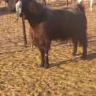 للبيع تيس فحل