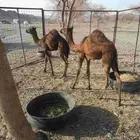 حشو للبيع