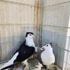 حمام زينه للبيع