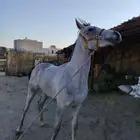 حصان واهو عمره سنتين الارتفاع 7 بلكات السلامه شرط