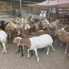 مقاني نعاج ضان سواكنيات