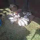 ارانب فرنسية وبلدية