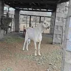 تيس بيشي فحل