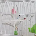 ببغاء وعصافير للبيع