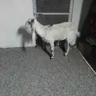 عنز هولنديه سنها رباع تحتيها جفره عمرها 3شهور