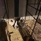 دجاج فيومي للإنتاج