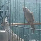 (تم البيع)