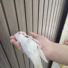 روزالبينو للبيع