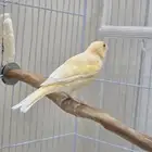 ذكر كناري طفره عيون حمر