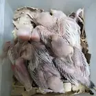 للبيع فروخ غر جاوا الموقع القطيف