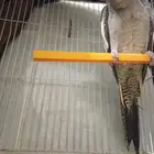 ببغاء