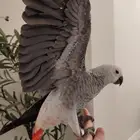 كاسكو فرخ فيه طفره حب رمان ((تم البيع))