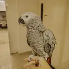 كاسكو اليف جدا
