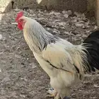 دجاج براهما للبيع