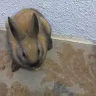 ارانب نذر لاند القزمي الهولندي