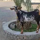 تيس بيشي امرخ مشروع فحل