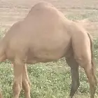 القعود ساحلي مشروط من جميع العذريب الموقع جيزان