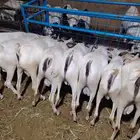 سواكن وبربرى وتيوس