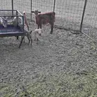 عنز جنوبيه رباع متاومه