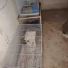 اقفاص