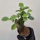 نبات فيكس بونساي جينسينغ