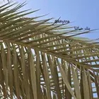 جريد النخيل ( سعف )