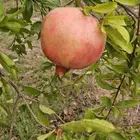 4847833 تربة زهران القرنطة مزرعة يحيى الشنتير