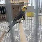 ذكر كروان اليف