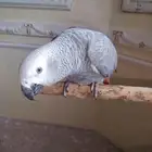 ببغاء كاسكو أليف جدا ومتكلم