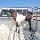 تيس فحل جرم لون ممتاز