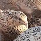 سمان لاحم شحم شرط