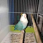 طير روز ازرق السعر على السوم