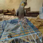 كروان