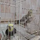 تم بيع جوز كراون