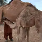 قعودين على حليب امهاتها