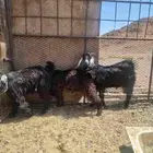 جفرتين وتيس سمان وبريه