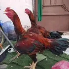 دجاج شامو ياباني ألوان فواخر ديك