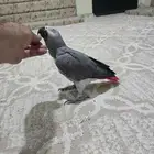 السلام عليكم كاسكو للبيع اليف صحته تمام التمام حجم سوبر جامب