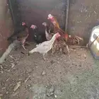 بلجرشي دجاج باكستاني