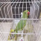 ببغاء دره هندي