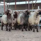 فحول نعيم طيبه العدد 4 بيع جملة تفريد