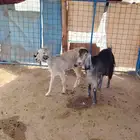 حلال