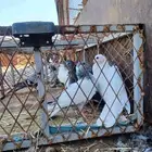 للبيع زغاليل