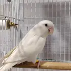 ذكر روز البينو منتج