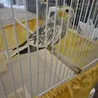 كروان تربيه العمر في حدود اربعه شهور بدون ملحقات تغريذ ي